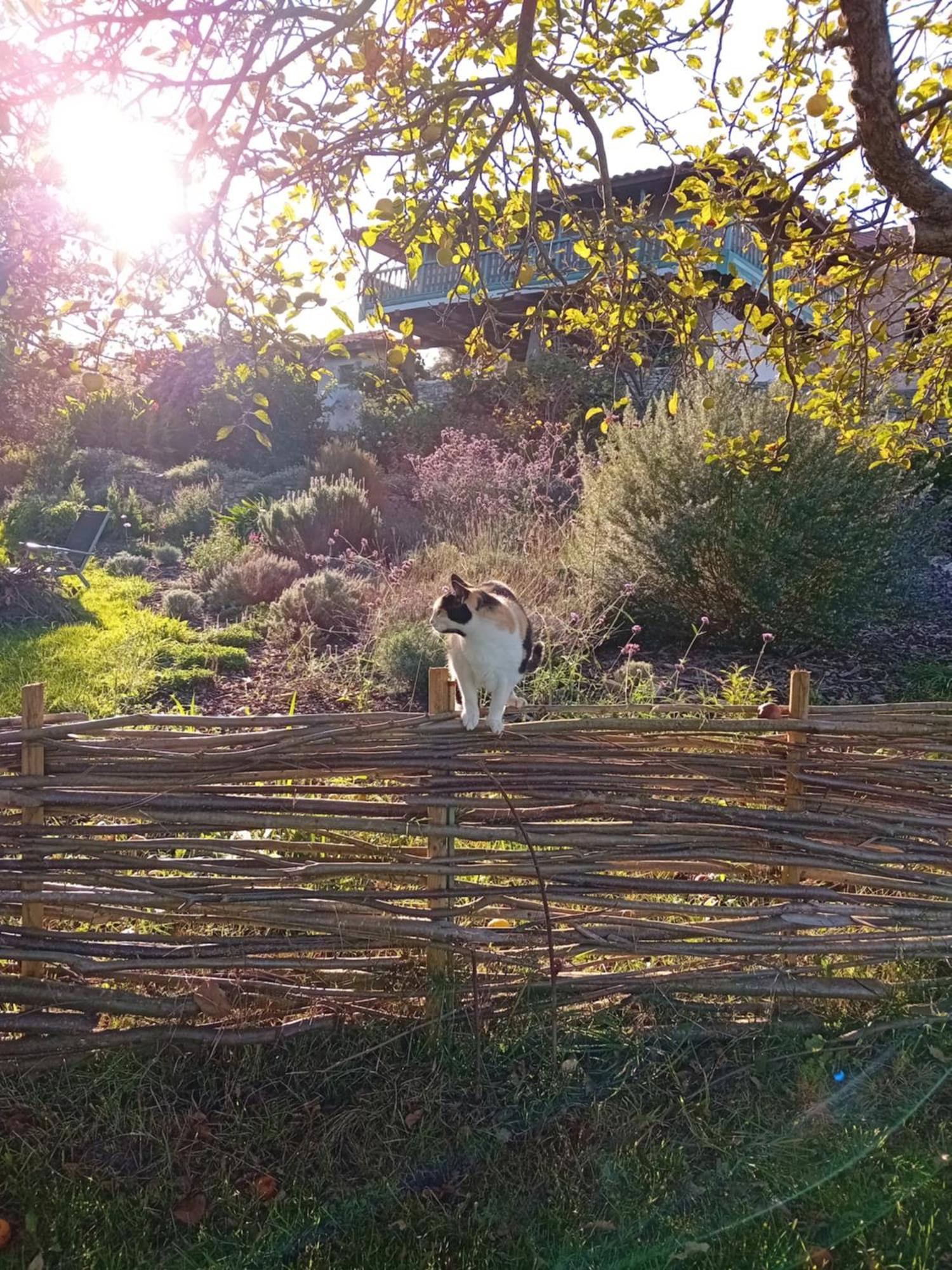 Paca Casa Rural. Arts And Landscape In Asturias 希洪 外观 照片